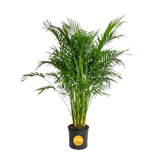 Image of Costa Farms Cat Palm Extra Large Live Indoor Plant, 5-6 Feet Tall XL Giant Floor Plant in 12-Inch Pot, Tropical Live Palm Tree for Home, Office, or Patio Decor, Rare Big Houseplants, Air Purifier