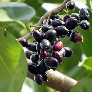 Cetechondra 212224 Schwarze Jamun-Fruchtsamen (60 Stück)