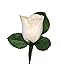 Boutonniere - White Rose Boutonniere with Pin for Prom, Party, Wedding