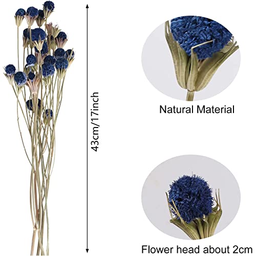 Xhxstore 40 Pcs Natural Dried Flowers Bouquet Bulk Blue Dried Craspedia Billy Button Balls Flowers Dried Floral Arrangements For Home Boho Vase Diy Kitchen Table Wedding Decor #TOP1