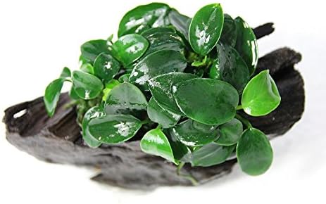 Anubias Petite On Driftwood | Aquarium Plants Factory