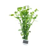 SubstrateSource Live Aquarium Stem Plants - Freshwater Aquatic Plant for Fish Tanks, Aquascaping - (Moneywort Bacopa Monnieri, 1 Bunch)