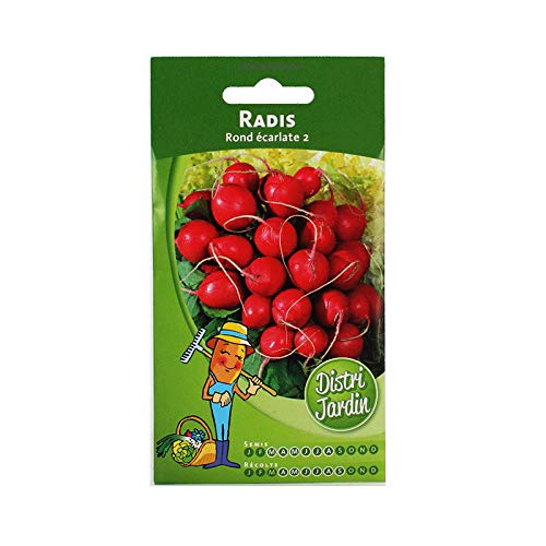 Radis rond écarlate 2