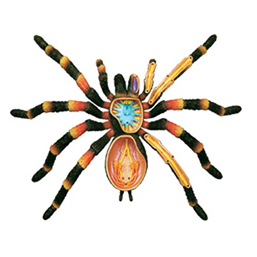 Modello educativo Modello 4D Kit Anatomia Ragno, Composizione Scheletro Animale Apprendimento Giocattolo educativo, Assemblaggio Puzzle Animali educativi 21 * 33 * 10 cm