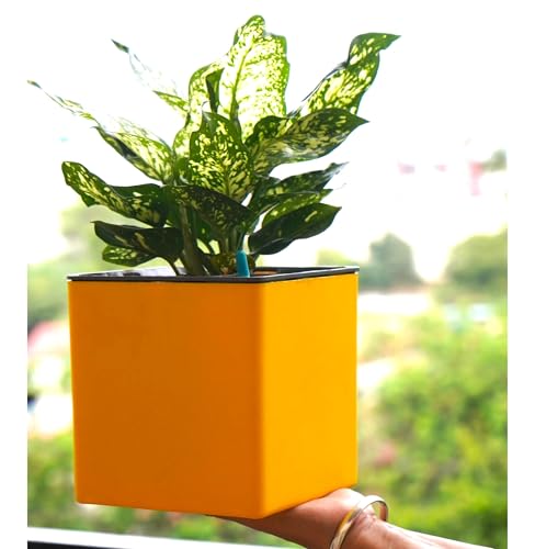 Image of Indian Discovery Self Watering Tabletop Planter| Flower Pots for Home, Terrace, Balcony, Vertical Garden Decor Flower Pots(2 PC, Yellow, Square) |6 Inch UV-Resistant Plastic Plant Pots