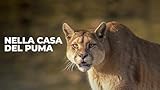 Zoom IMG-1 nella casa del puma Zoom IMG-1 nella casa del puma