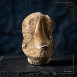 Mosasaur Tooth Fossil Replica Refrigerator Magnet– Complete Gift Set