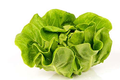 Tom Thumb Butterhead Lettuce Seeds For Planting, 1000+ Heirloom Seeds Per Packet, (Isla's Garden Seeds), Non Gmo Seeds, Botanical Name: Lactuca Sativa, Great Home Garden Gift #TOP1