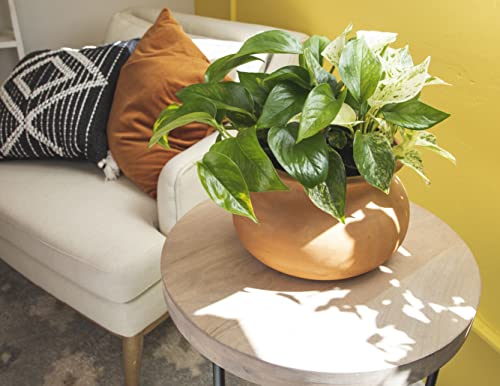 Altman Plants, Live Pothos Plants (4Pk) Indoor Plants Live Houseplants, Pothos Live Plant House Plants Indoors Live Plants, Money Plant Indoor Pothos Plant Decor, Devils Ivy Trailing Plants Live #TOP2