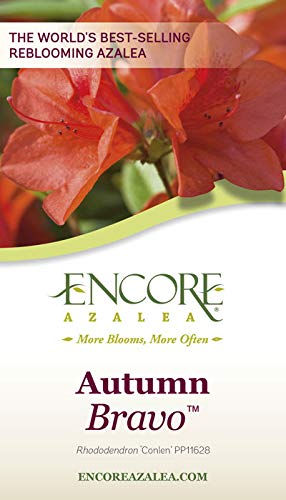 Encore Azalea Autumn Bravo (2 Gallon) Red Flowering Shrub - Full Sun Live Outdoor Plant Perennial Evergreen - Thumbnail 2