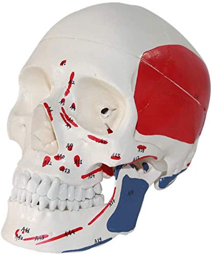 Modèle de crâne adulte AMITD en PVC avec repères musculaires pour l'apprentissage