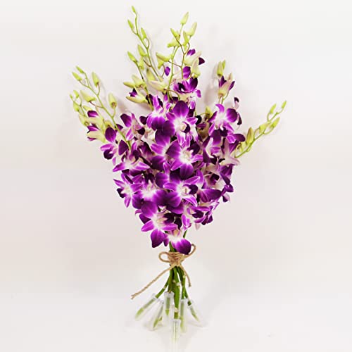 Athena’s Garden Fresh Cut Purple Orchids Flowers 50 Stems Dendrobium Orchids Sonia Fresh Flowers
