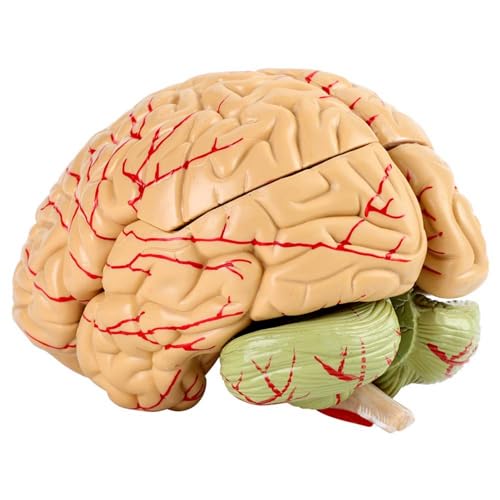 Modelo de cerebro humano 8 partes Tamaño real Enseñanza de la anatomía del cerebro humano Modelo médico para el estudio del aula de ciencias Modelo de exhibición para el aula de ciencias