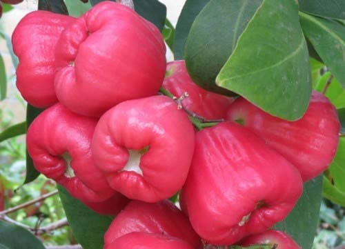 See full amazon price history chart for AZIZ GAZI NURSERY - Red Water Apple Live Fruit Plants Grafted with Grow Bag | Fruit Live Plant - High Yield Hybrid Rare Dwarf " Red Water Apple Malay Champa Java Herb Malayan Apple (Healthy Plant) AZIZ GAZI NURSERY - Red Water Apple Live Fruit Plants Grafted with Grow Bag | Fruit Live Plant - High Yield Hybrid Rare Dwarf " Red Water Apple Malay Champa Java Herb Malayan Apple (Healthy Plant) (B09YLXPXG3) Amazon Price History, Amazon Price Tracker