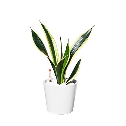 EVRGREEN | Zimmerpflanze Bogenhanf in Hydrokultur mit weißem Topf als Set | Schwiegermutterzunge | Sansevieria trifasciata Superba
