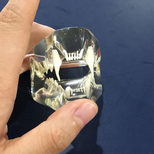 Modèle de dent de chat félin transparent outil éducatif vétérinaire - 2