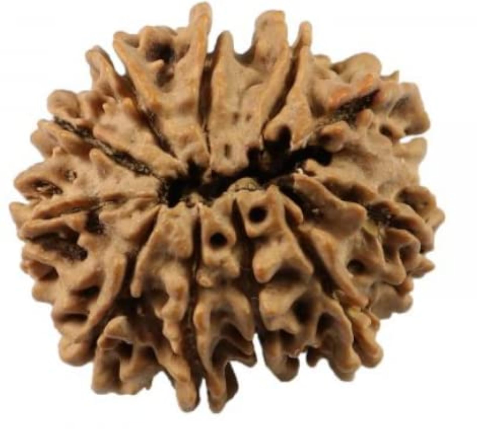 11 Mukhi Rudraksha Bead, Natural Shaped & Colour Certified