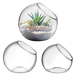 Yardwe 3 Pcs Terrarium Glass Bowl Ferns Plant Stand Decorative Bowl Live Succulents Plants Air Plant Display Holder Vase Pot Succulent Vases Flowerpot Decorations Moss Glass Ball Globe