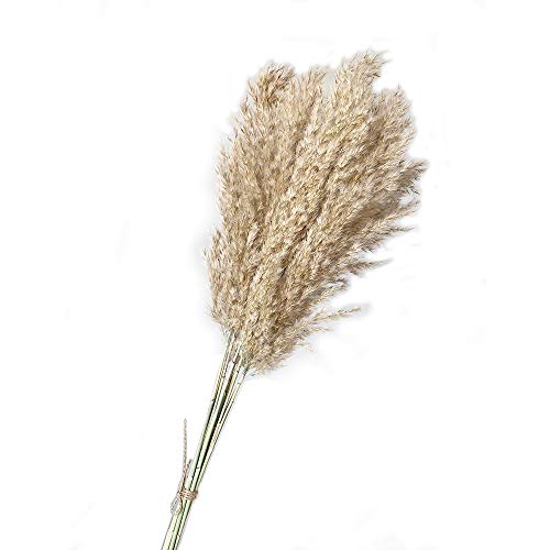 tianluo Flor Seca 10 Unids Boda Flor Bunch Natural Seco Caña Pampas Hierba Raw Color Hogar Decoración Phragmites