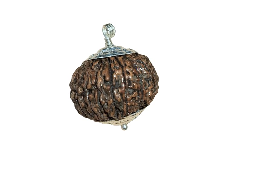 21 Mukhi Rudraksha Original Certified Nepali Pendant 32mm 21 Face Rudraksha Original Nepal 21 मुखी रुद्राक्ष नेपाली कुबेर रुद्राक्ष Twenty One Mukhi Ekkis Mukhi Ikkis Mukhi Rudraksha 21 Mukhi Rudraksha By Certified Gems-image-47
