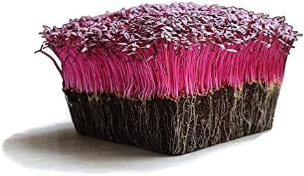 Red Garnet Amaranth Microgreens Seeds - Bulk Seed for Growing Micros, Indoor Gardening, Micro Greens Salad (1 Lb)
