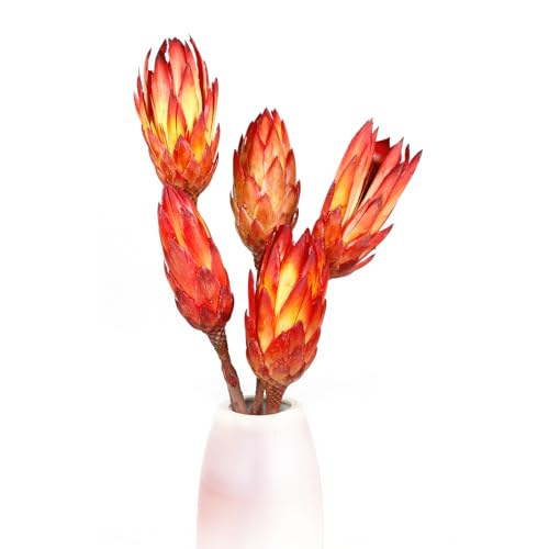 5 flores protea secas para decoración interior miniatura 6