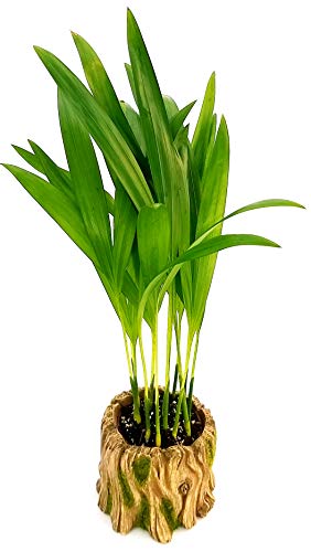 POWERS TO FLOWERS - ARECA, MINI PALMA DI ARECA IN VASO CERAMICA TRONCO, pianta vera