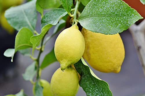 Image of Organic Lemon Seeds | (25 Seeds, 2 Packet) Non Hybrid Nimbu Beej For Pots Farming & Gardening Seeds