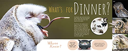 Whooo Knew? The Truth About Owls - Image 2