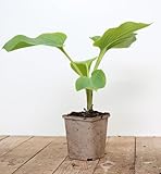 PlantaPro