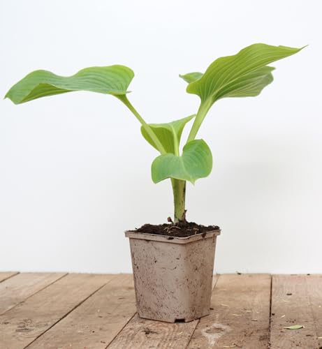 Hosta elata 11x11 cm Topf – Winterhart, Mehrjährig, Pflegeleicht – Funkie – Staude für Schattenbeet & Kübel