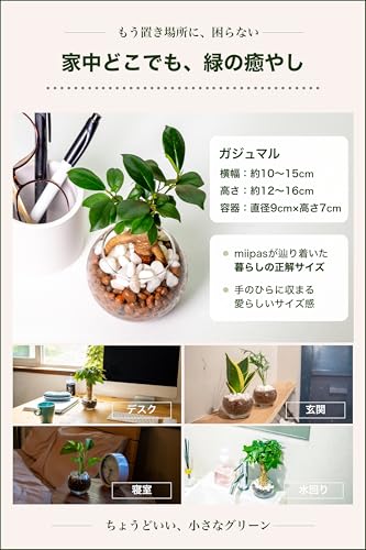 ガジュマル 観葉植物 ハイドロカルチャー ミニ ガラス鉢