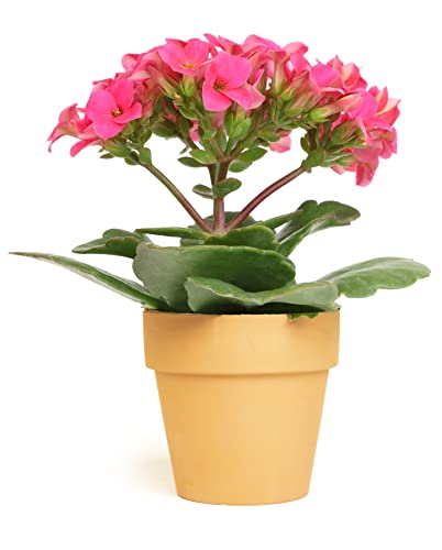Kalanchoe Plant Succulents Plants Live Houseplants, Live Succulents Live House Plants In Clay Pots, Succulent Plants Live Plants Indoor Plants, Live Succulent Plant Lover Gifts By Plants For Pets #TOP2