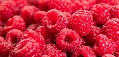 Red Latham Raspberry Seedling – Sweet, Summer-Bearing Favorite to Grow Your Own Raspberry Plant (3 Seedlings)