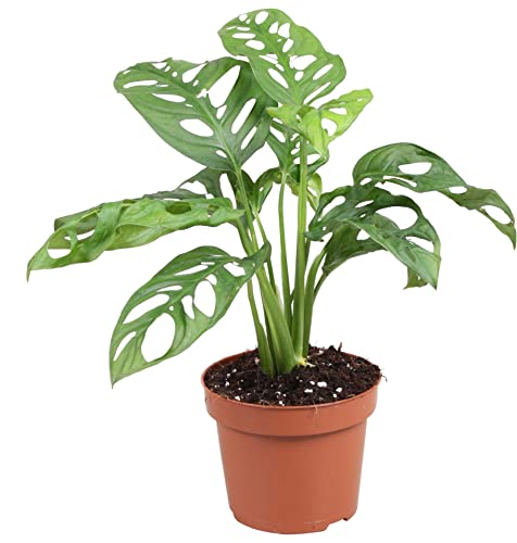 DECOALIVE Mini Planta Natural Monstera Adansonii para Decorar el Hogar