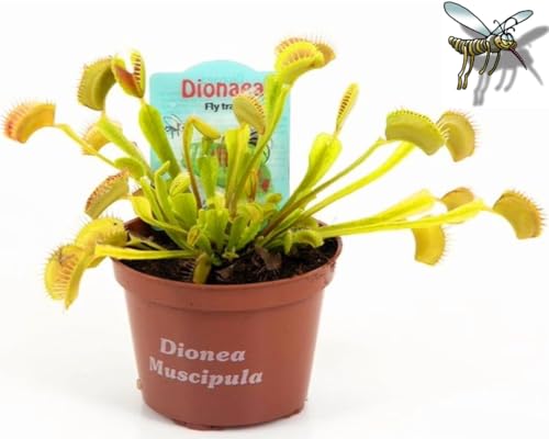POWERS TO FLOWERS - DIONAEA MUSCIPLA, VASO 9CM, piante vere