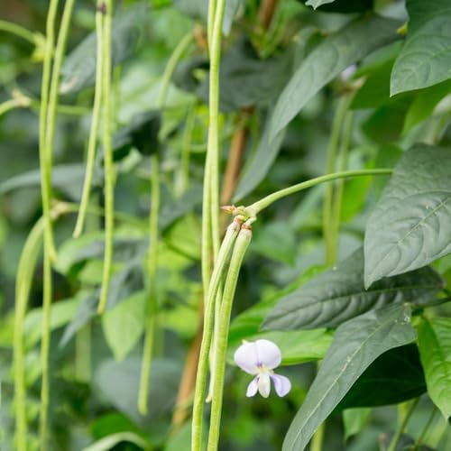 medir semillas de frijol medir semillas de frijol, camas elevadas para jardín espárrago, 20pcs