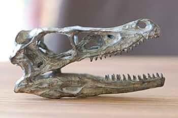 41foLSScyeL._AC_UF350,