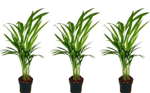 Pack de 3 Plantas naturales Palmera Areca Dypsis, 40 cm. Dypsis lutescens, palma bambú. Palmera tropical elegante, de hojas verdes arqueadas. Ideal para interiores luminosos. Segura Garden.