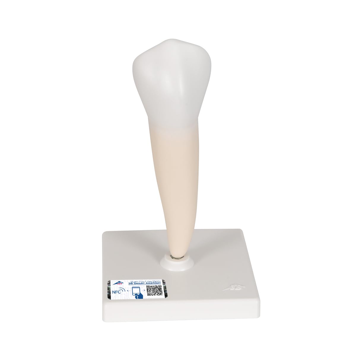 3B Scientific D10/3 Prémolaire Inférieure à une Racine + Application anatomie gratuite - 3B Smart Anatomy