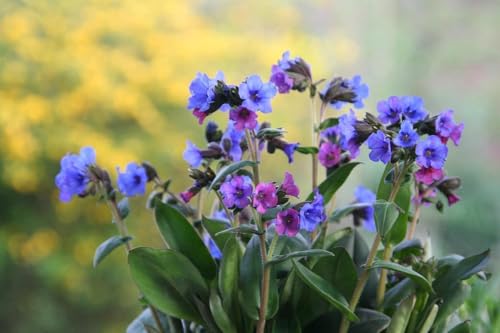 Pulmonaria officinalis - Pulmonaire officinale 20 Graines, plante vivace