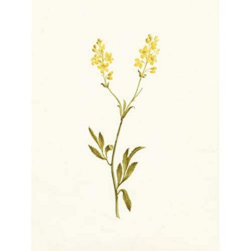 Artery8 Gould Two Yellow Flowers Botanical Illustration Art Print Canvas Premium Wall Decor Poster Mural