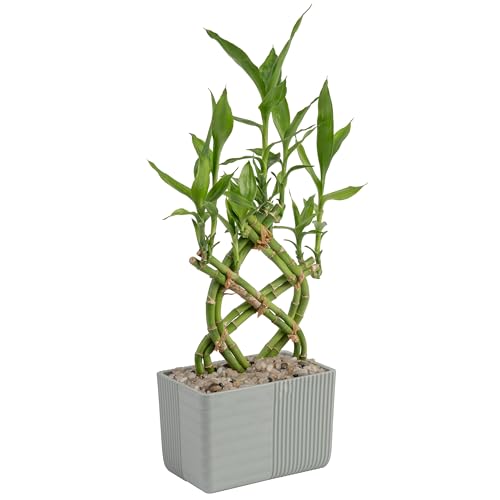 Costa Farms Lucky Bamboo Plant