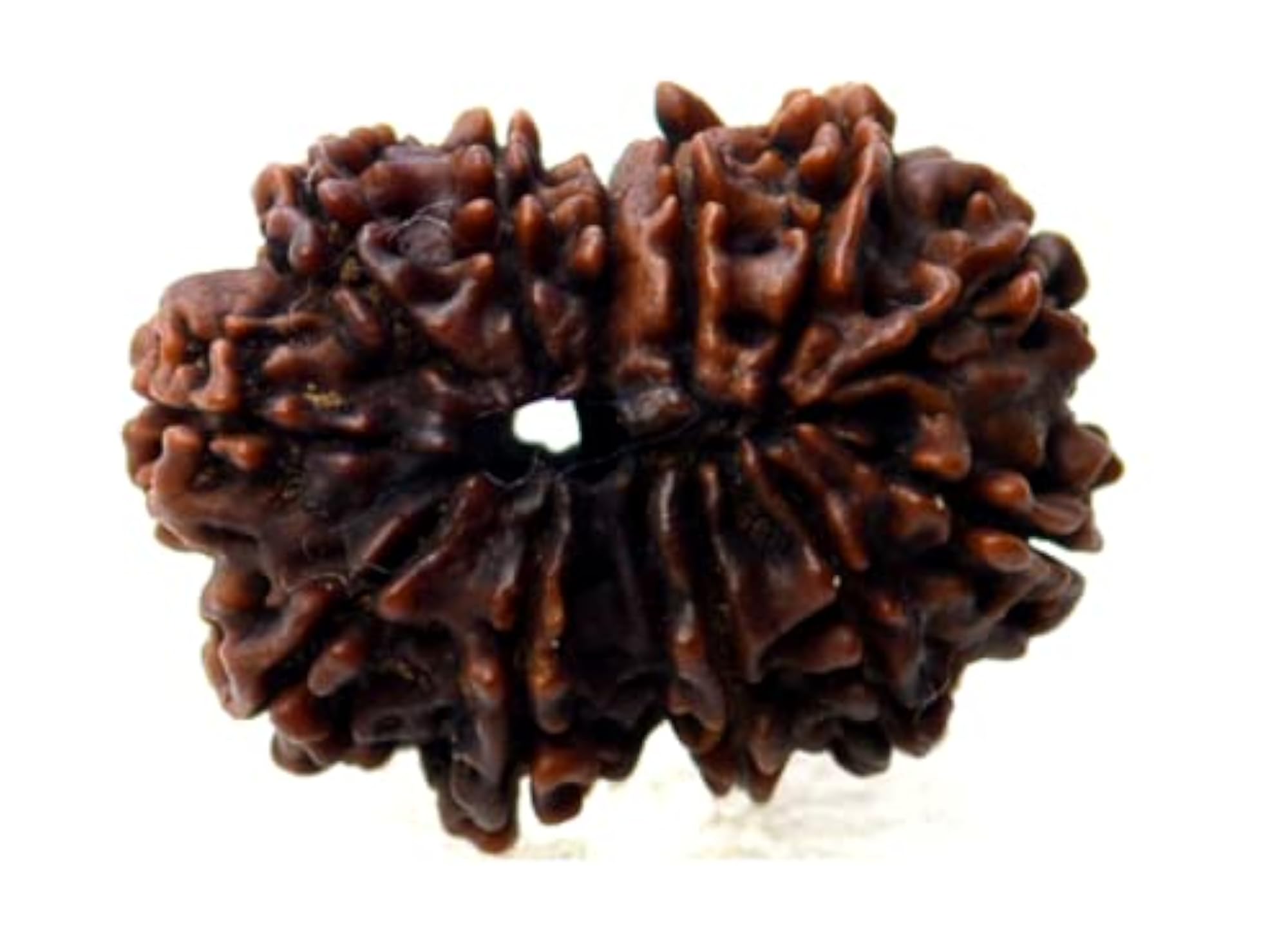 12 Mukhi Rudraksha Nepali Beads, Original 24mm with Capping