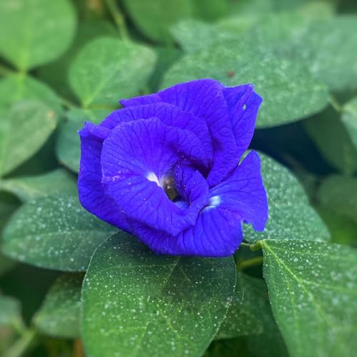 SREE Aparajita Seeds Double Petal Blue Color | Blue Pea Seeds for Gardening | Butterfly Pea Seeds for Planting | Flower Seeds for Home Garden All Season (25 Seeds)) (Double Petal (B0CW3JXV8X) Amazon Price History, Amazon Price Tracker