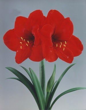 Miniatura 7 de Kit de cultivo de amarilis Red Lion - Gran regalo! - BulbMacetaSuelo