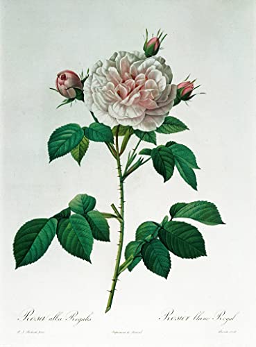 Toile Rosa Alba Regalis Redouté 50x70cm avec impression artistique haute fidélité