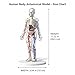 ZAIREG Clear Human Body Structure Model - Max 43-Piece Set, Removable Organs Bones & Transparent, DIY Assembled Human Torso Organ Model, 3D Human Body Skeleton Model for Anatomy (Full Organ Set)