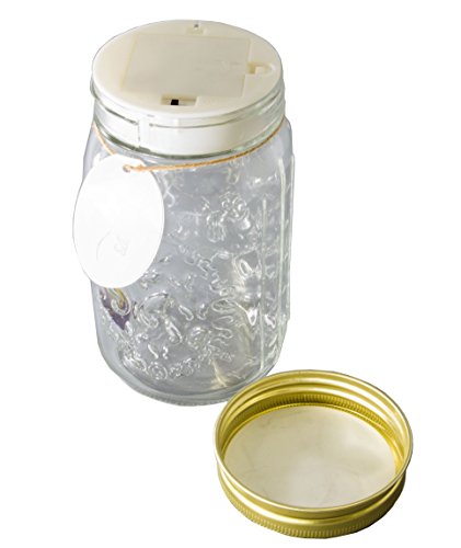 Science Purchase Animated Butterfly in a Jar Yellow Swallowtail Figurine