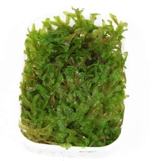 Monosolenium tenerum - Pellia - Portion - Live Aquarium Plant